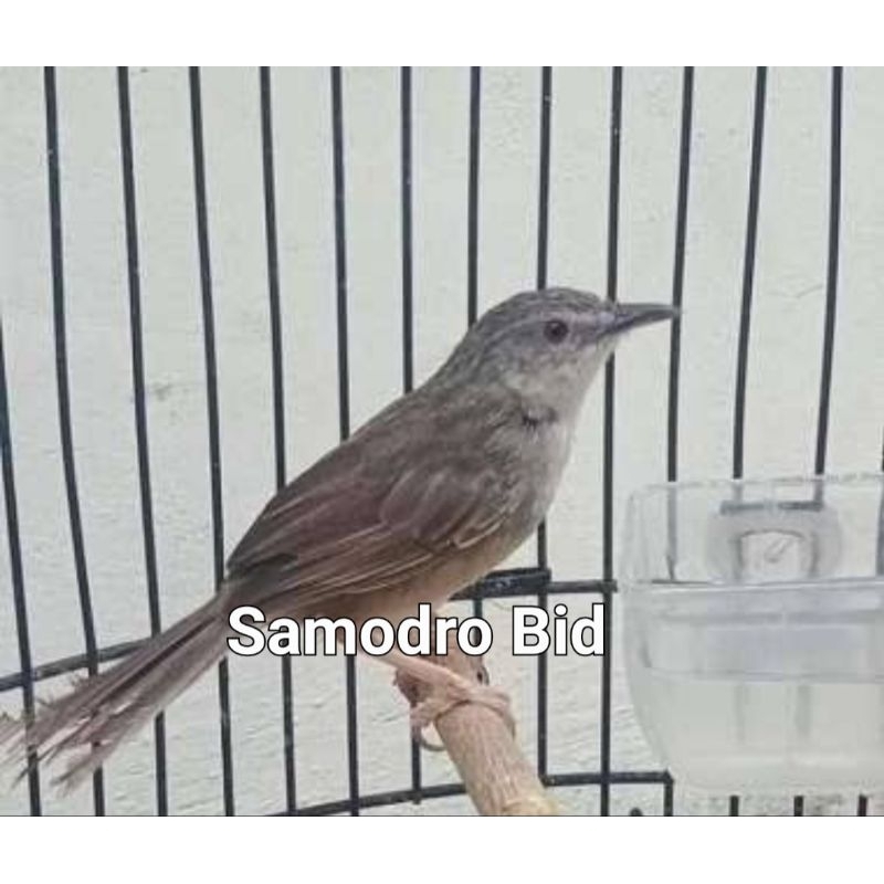 Jual Burung Cigun Terlengkap & Harga Terbaru Agustus 2026 | Shopee ...