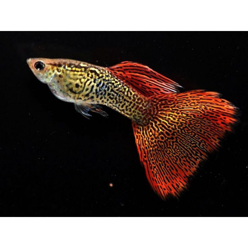 Live Aquarium Guppy Trio – Gold Lace Snake Skin Pattern, Freshwater Breeding Pair