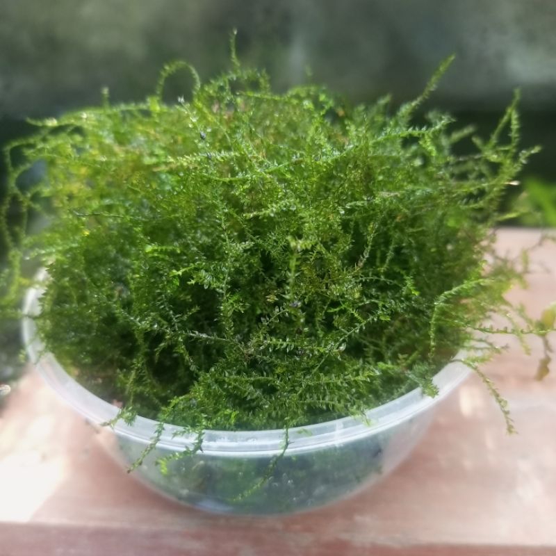 Jual Mos Java Tanaman Aquascape hiasan akuarium | Shopee Indonesia