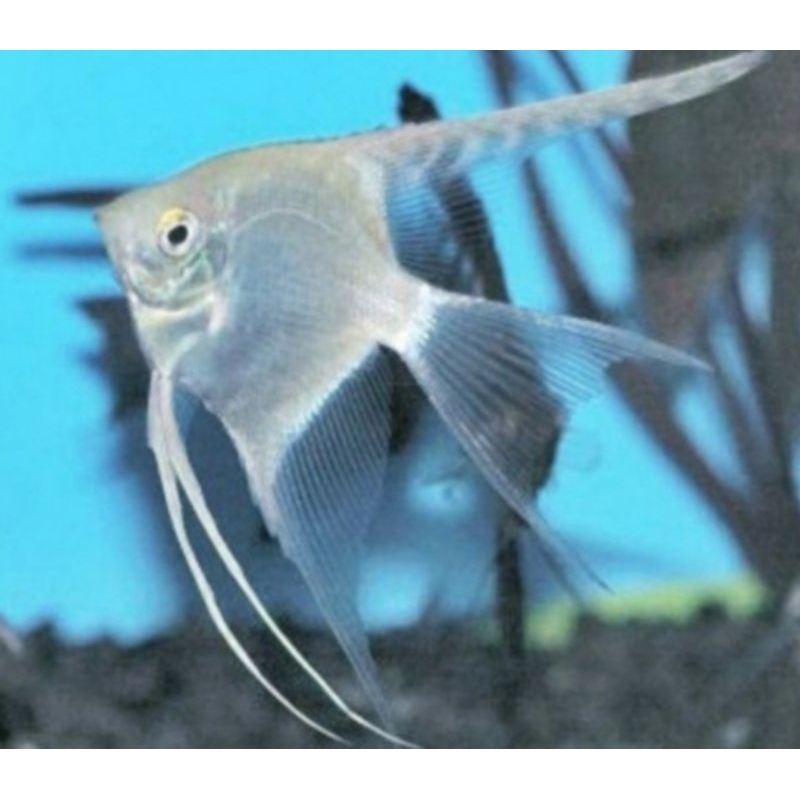 Jual Manfish Platinum Slayer | Shopee Indonesia
