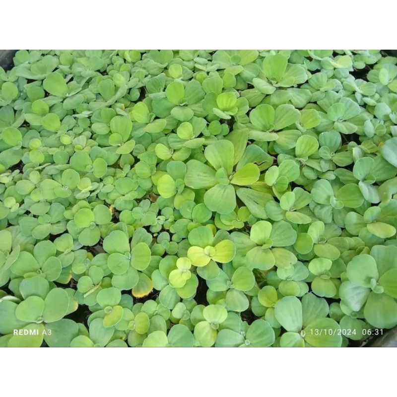 Jual APU APU/KIAMBANG/KAYU APU | Shopee Indonesia