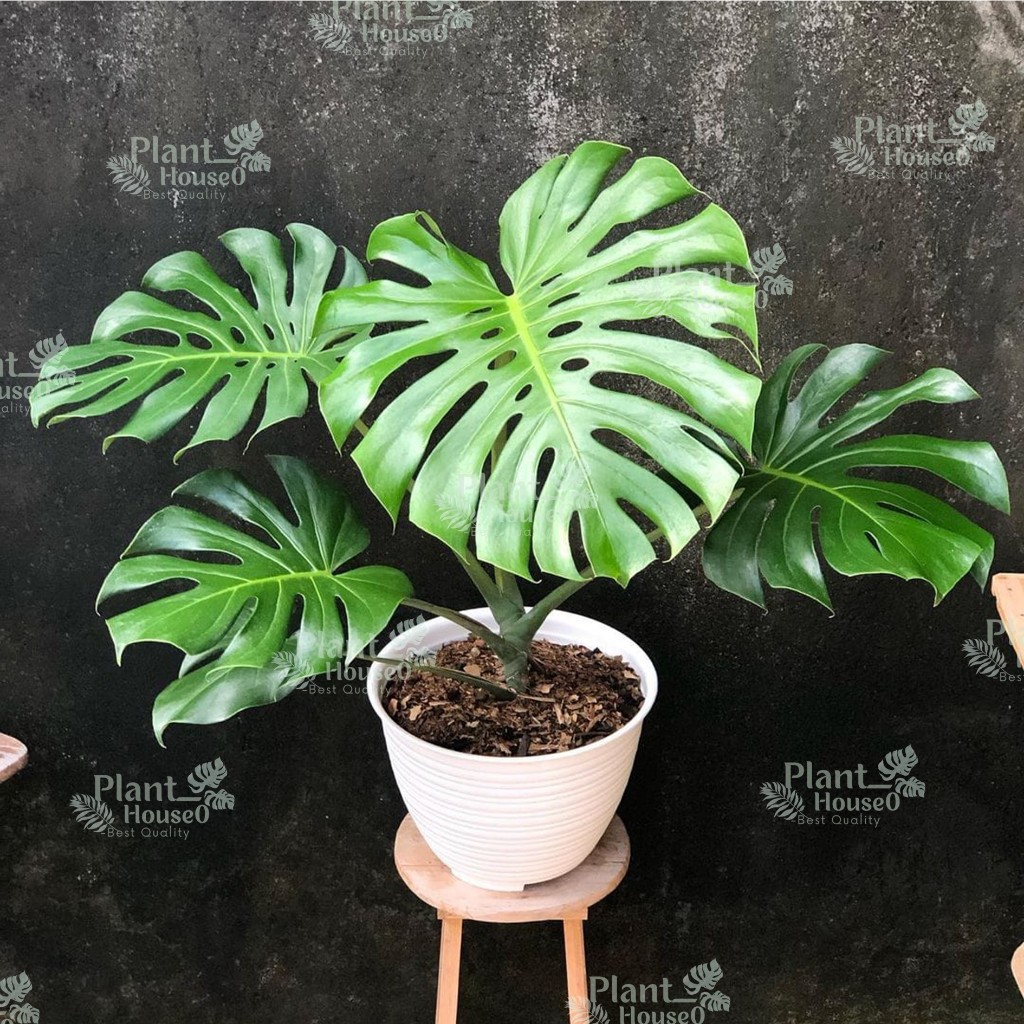 Jual Tanaman Monstera Terlengkap & Harga Terbaru Juli 2026 | Shopee ...
