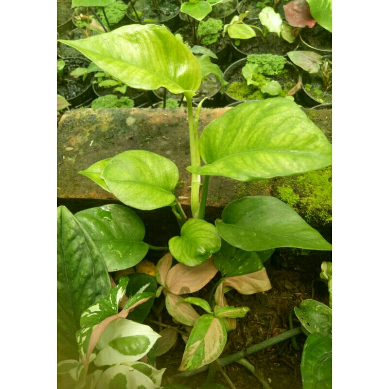 Jual (Ukuran Daun Small/Kecil) Sirih Gading Cordatum Daun 4-5 | Shopee ...