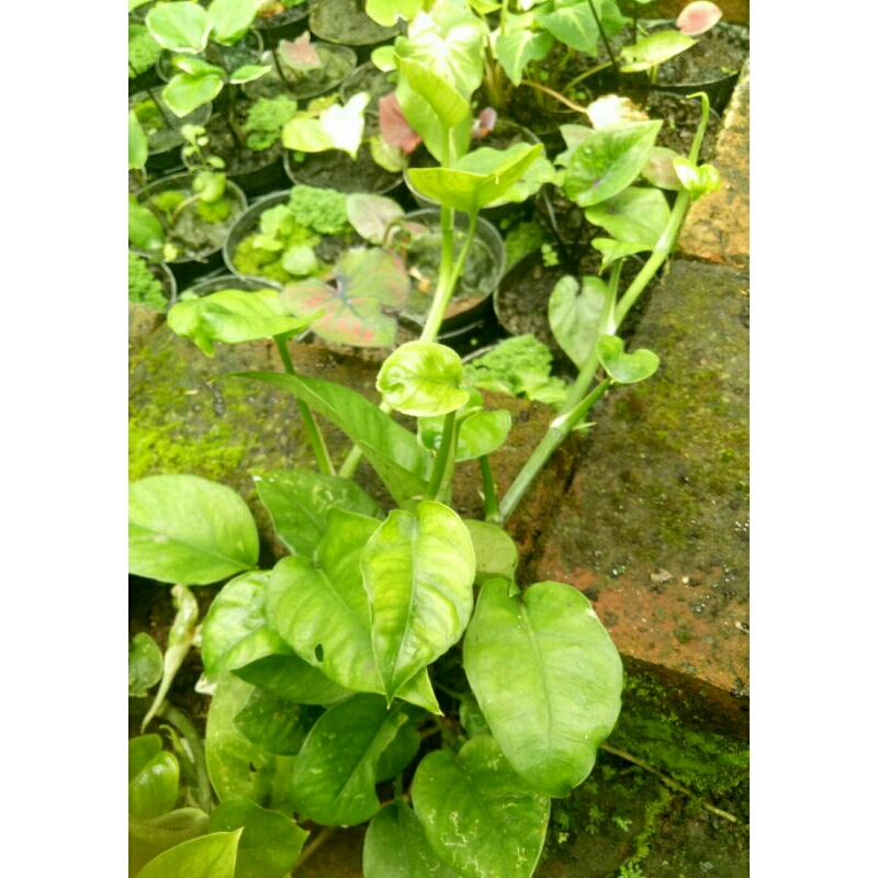 Jual (Ukuran Daun Small/Kecil) Sirih Gading Cordatum Daun 4-5 | Shopee ...