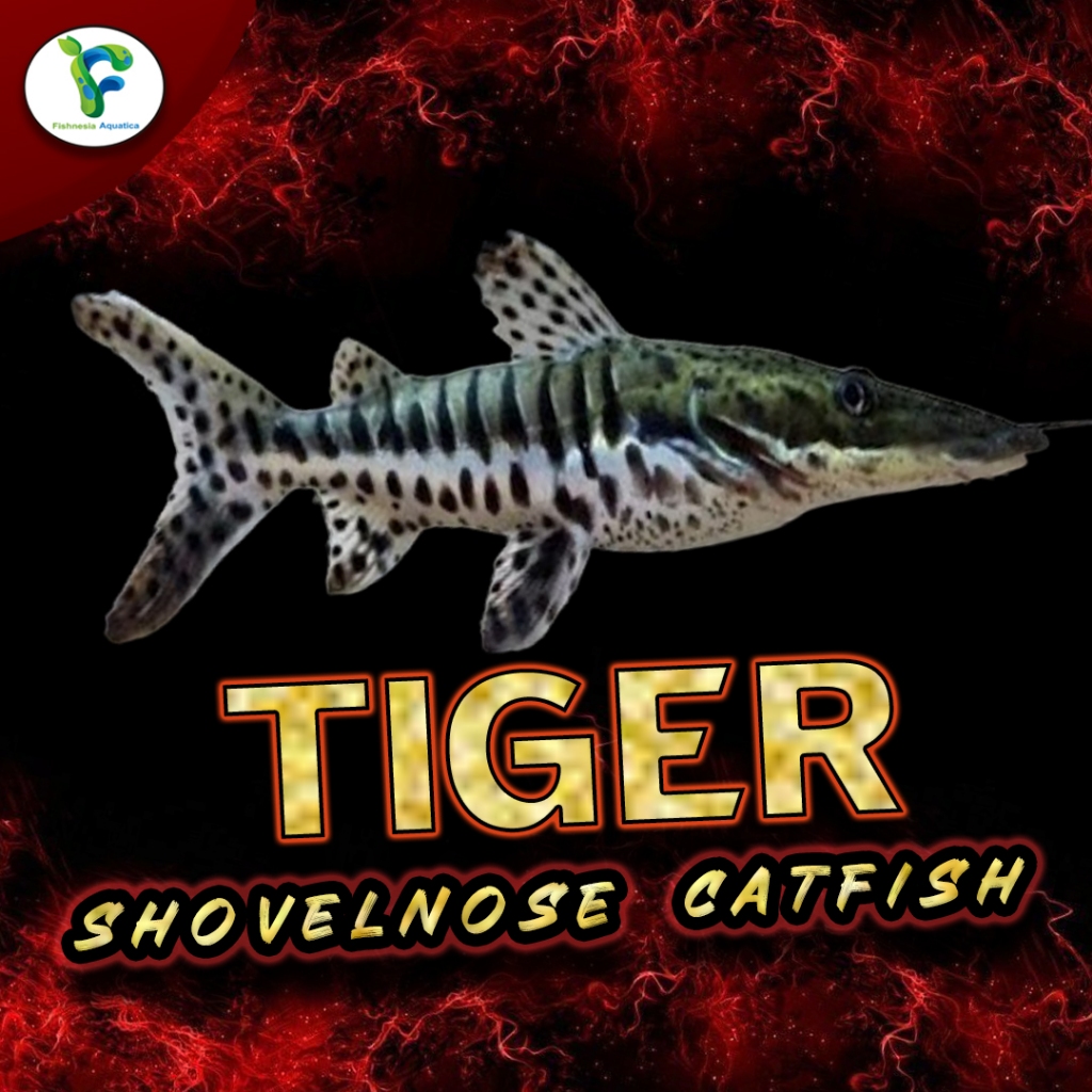 Jual Ikan Hias Predator TSN Tiger Shovelnose - Ikan Hias Air Tawar ...