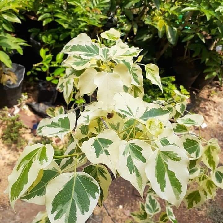 Jual BIBIT BONSAI IMPORT Tanaman Hias Ficus Rumphi Variegata daun putih ...