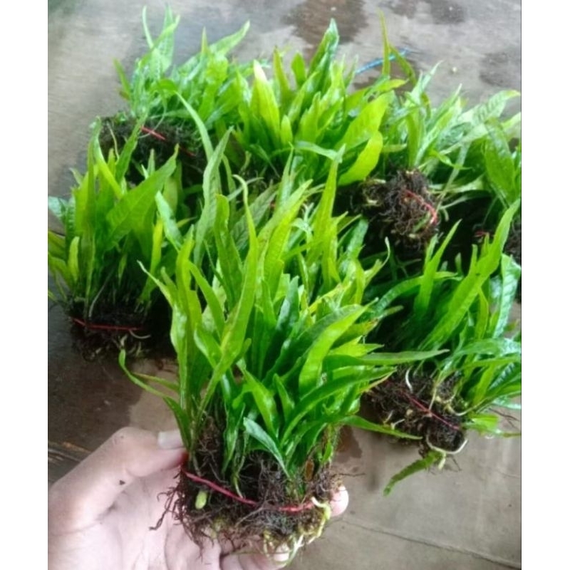 Jual Kadaka Mini Tanaman Aquascape | Shopee Indonesia