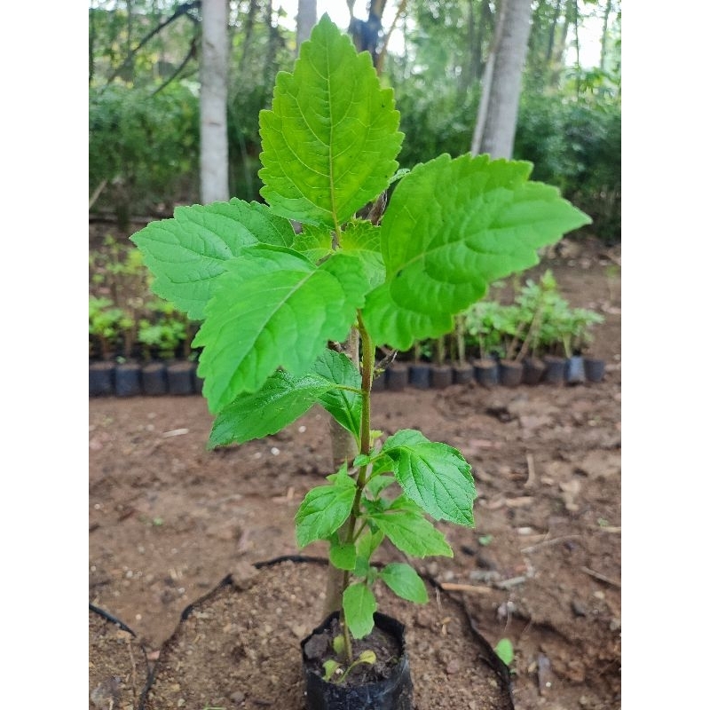 Jual Bibit Nilam Super ungul Siap Tanam Full akar | Shopee Indonesia