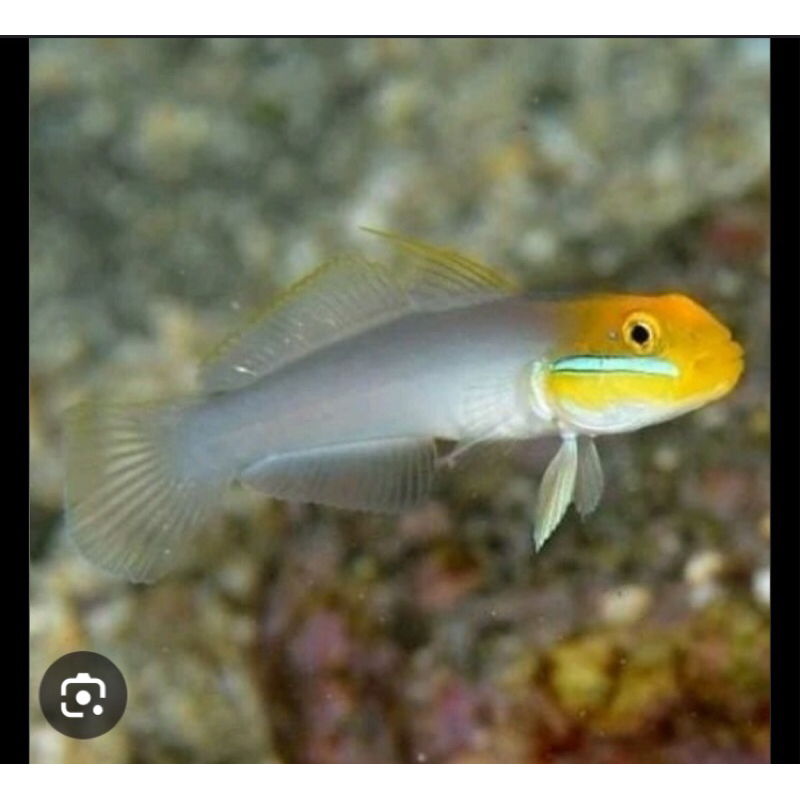 Jual ikan jabing bunglon b | Shopee Indonesia