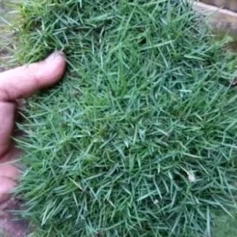 Jual Rumput Jepang hidup rumput halaman rumput hias rumput kuburan ...