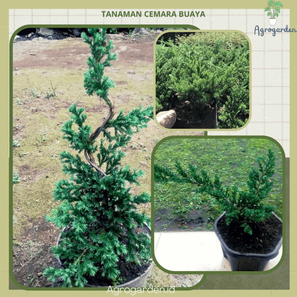 Jual Tanaman Hias Cemara Bajul / Cemara Buaya - Cemara Buaya atau ...