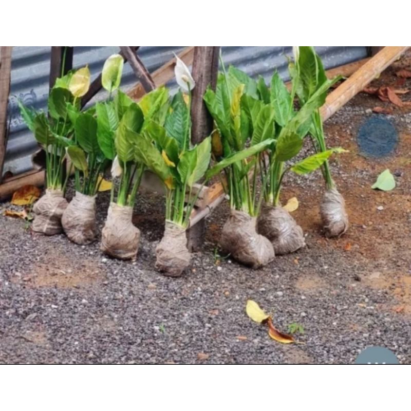 Jual Tanaman Peace Lily Ukuran Dewasa Rimbun / Tanaman Sepatu Filum ...