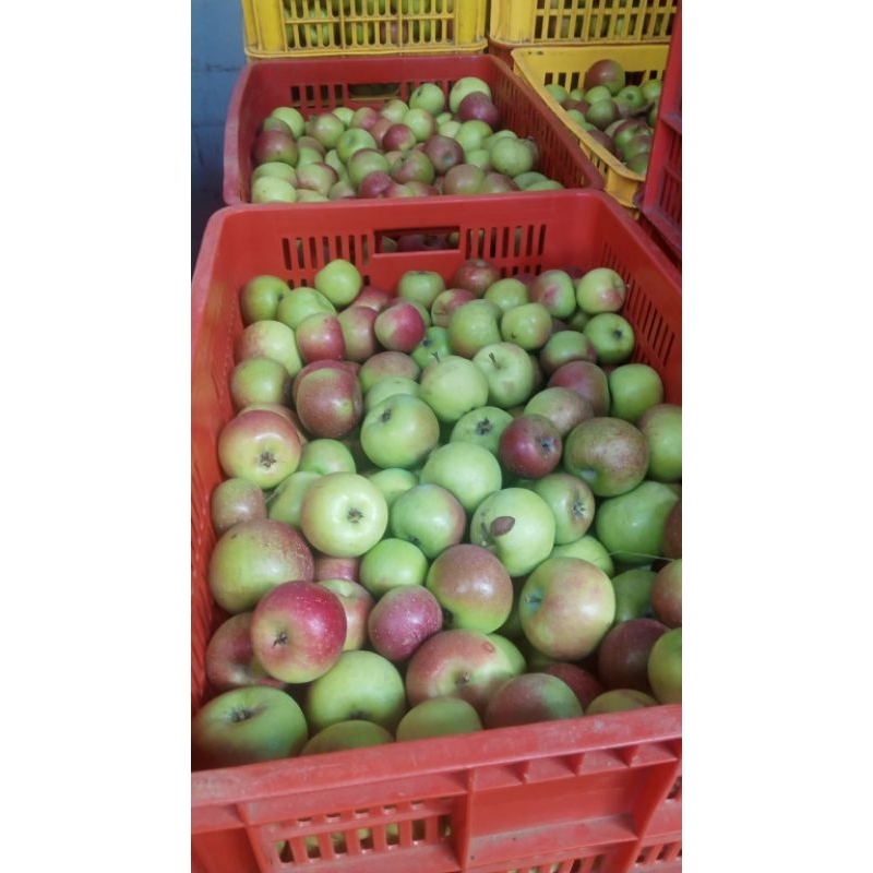 Jual Apel cery Rome Beauty/Malang berat 1kg | Shopee Indonesia