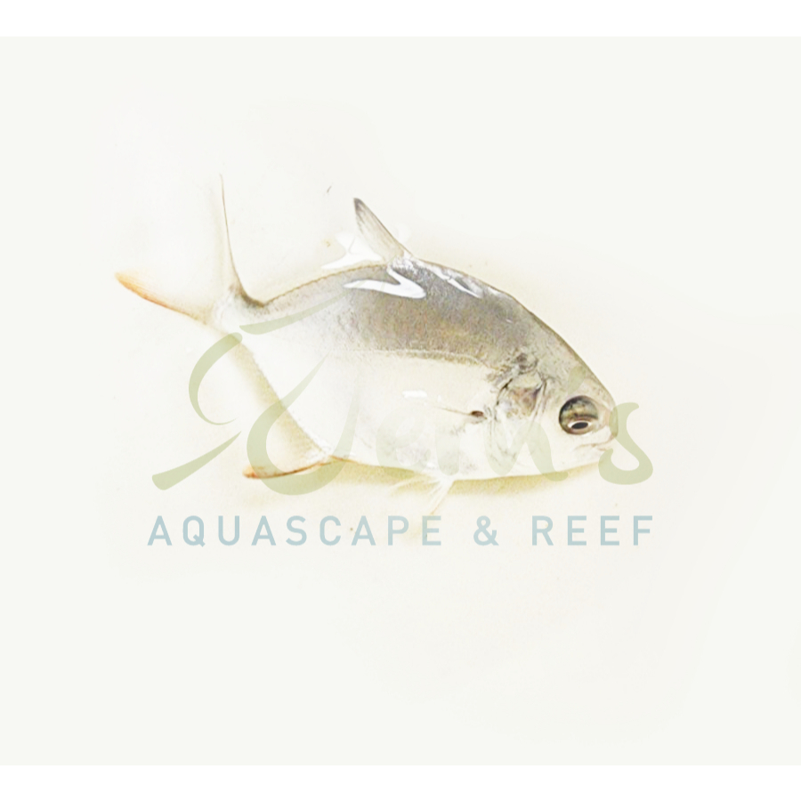 Jual Ikan Putian Dorang / Bawal (Pomfret Fish) | Shopee Indonesia