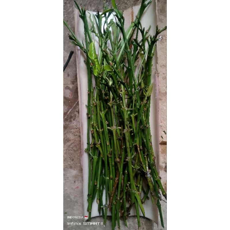 Jual ENTRES RANTING KOPi KLON RAJA 150,000 25 BATANG | Shopee Indonesia