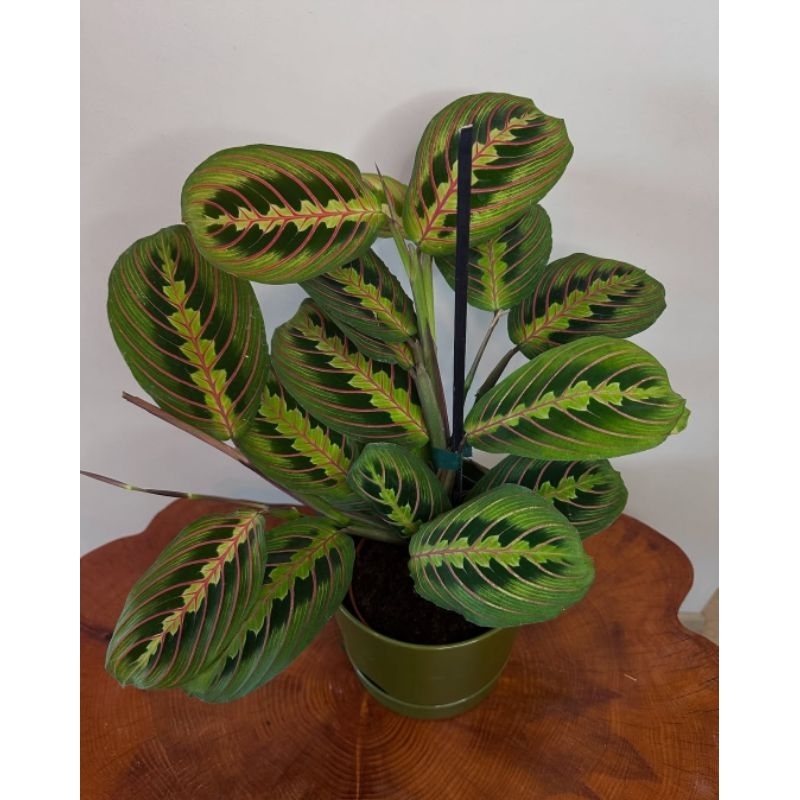 Jual Calathea Marantha - tanaman hias hidup calathea marantha kepiting ...
