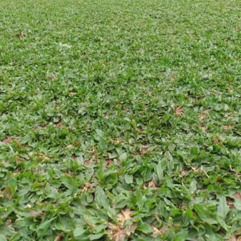 Jual Rumput gajah mini 1 meter persegi - rumput hijau | Shopee Indonesia