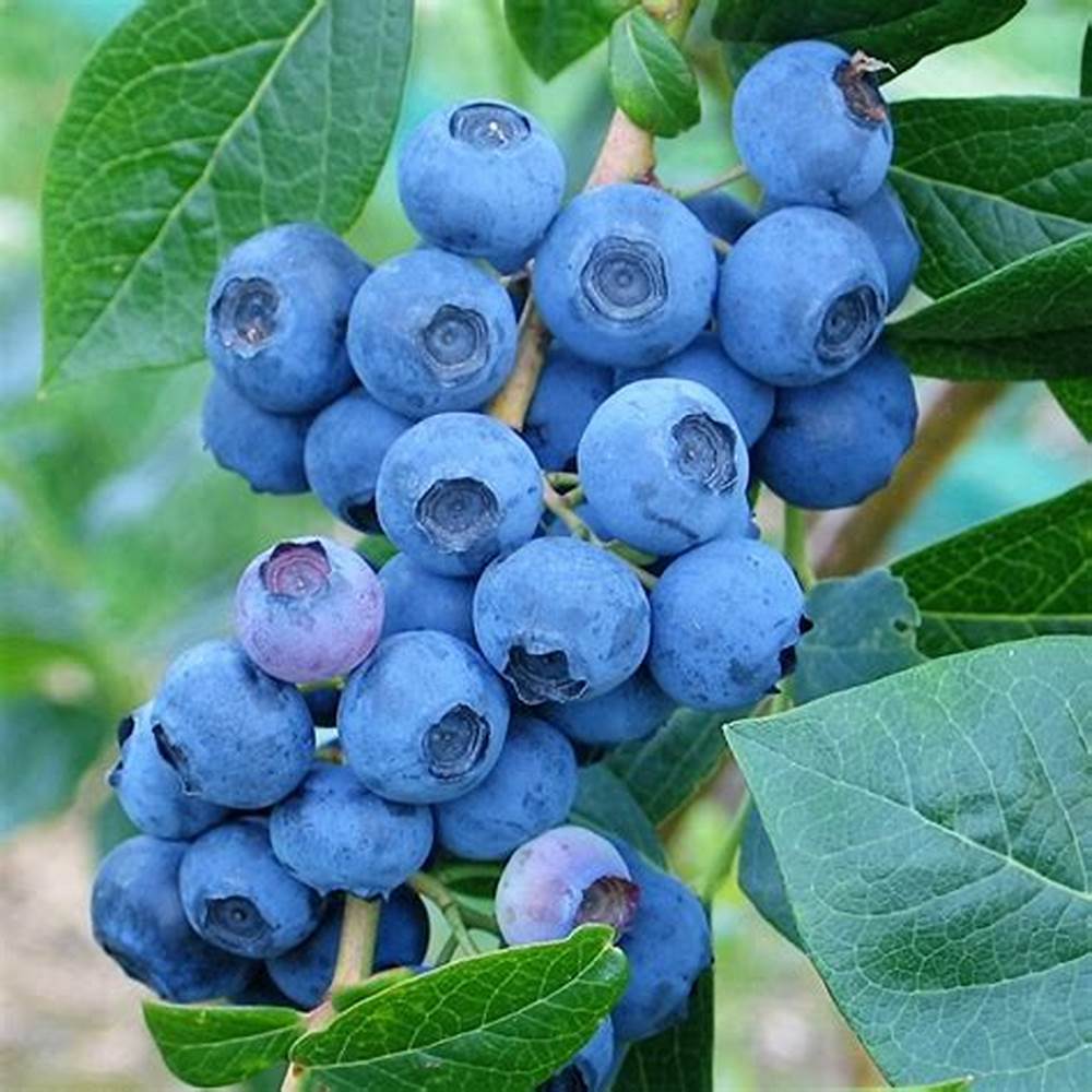 Benih Buah Jersey Blueberry Import (Isi 10 biji)