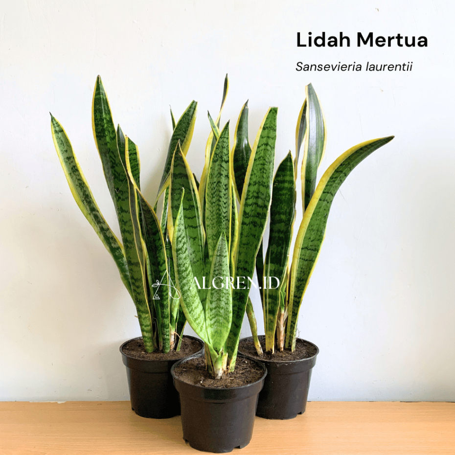 Jual Lidah Mertua | Sansevieria Laurentii | Tanaman Hias | Shopee Indonesia
