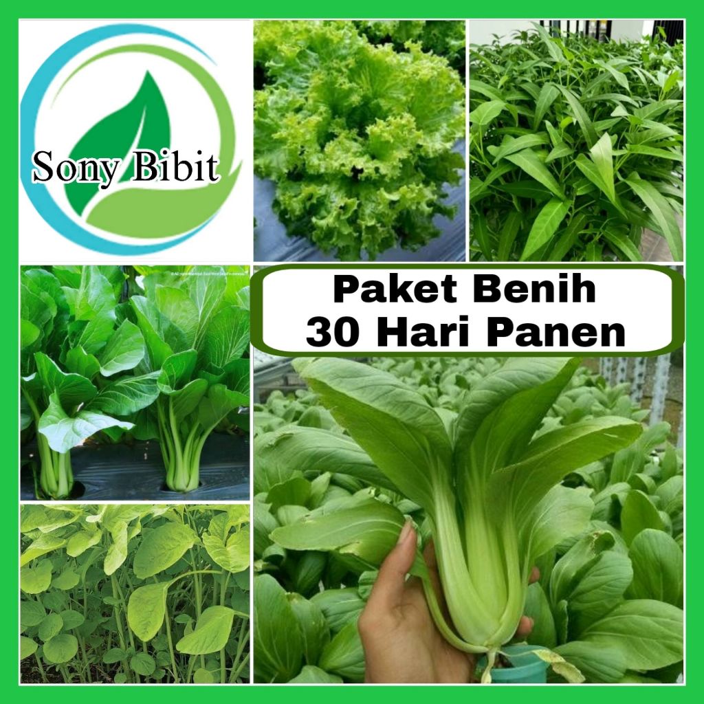 Paket 5 Benih Sayuran 30 Hari Panen Benih Pilihan Unggul Petani