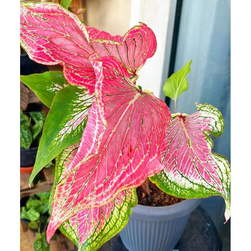 Jual Caladium Thai Beauty Tanaman Hias Keladi Caladium Thai Beauty ...