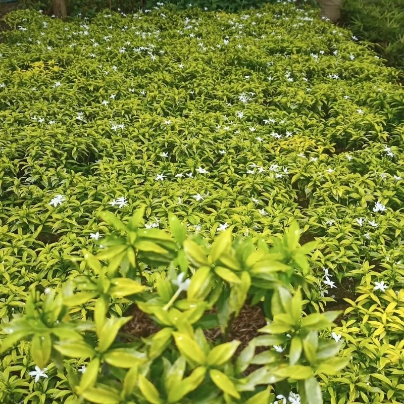 Jual Tanaman Hias Rembosa Mini Golden Bunga Hias Rembosa Mini Golden ...