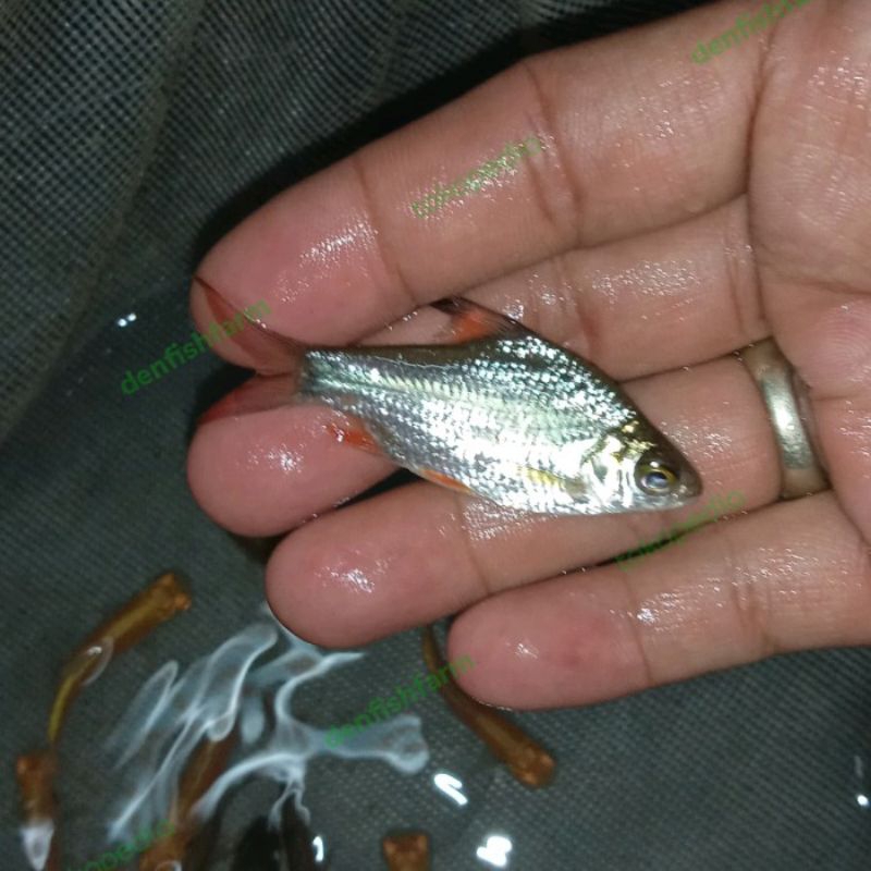Jual hiasan aquarium kaviat ijo | Shopee Indonesia