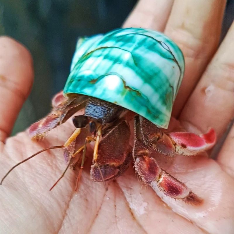 Jual Coenobita Rugosus Merah Jumbo XL | Shopee Indonesia