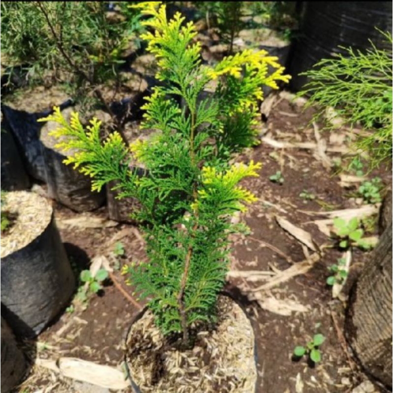 Jual cemara inoki kuning tinggi -+30cm | Shopee Indonesia