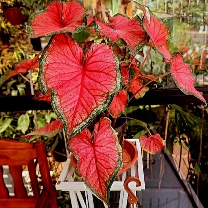 Jual caladium red jaguar - keladi merah -tanaman hias keladi - red ...