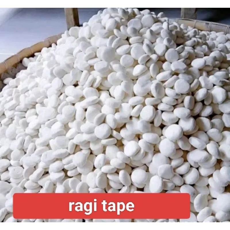 Jual ragi tape singkong tape ketan isi100 butir/ biji | Shopee Indonesia