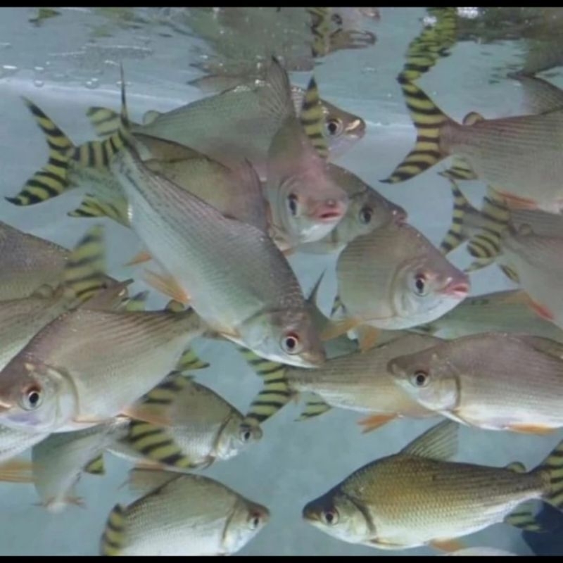 Jual ikan YFF yellow feifeng | Shopee Indonesia