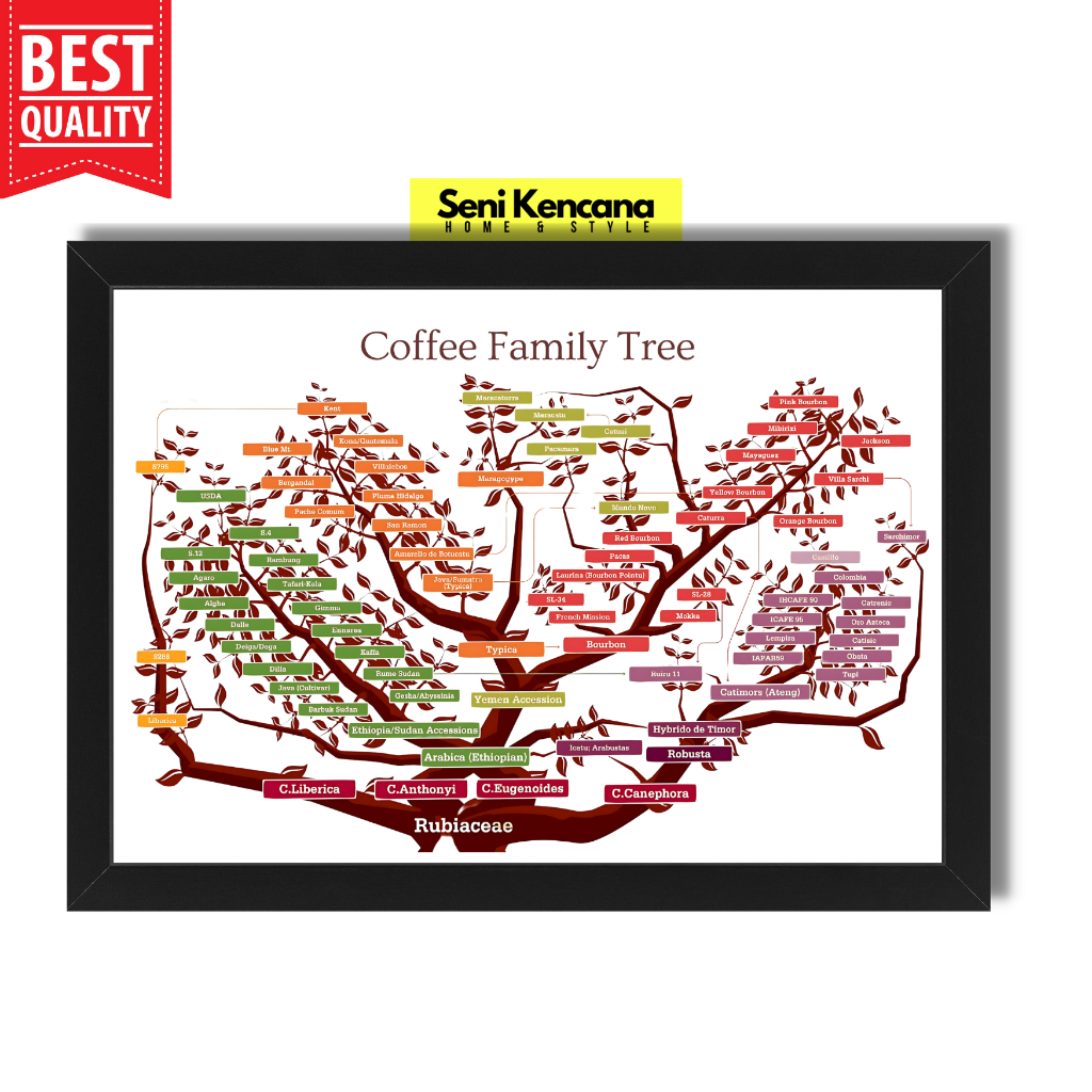 Jual Coffee Family Tree Poster Kopi Pohon Kopi Anatomy Roasting ...