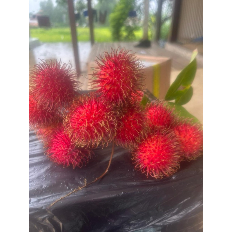 Jual rambutan binje super 1kg | Shopee Indonesia