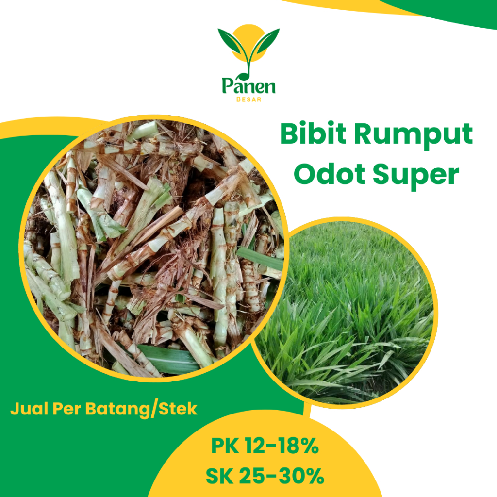 Jual Bibit Rumput Odot Super Jumbo Jual Per Stek/Batang Kualitas Unggul ...