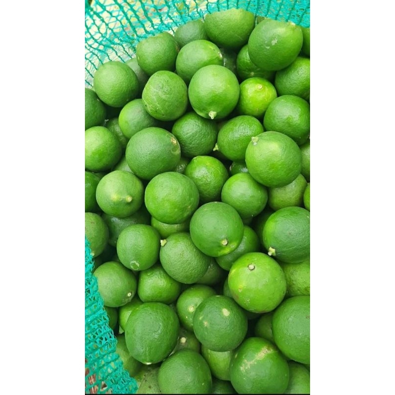 Jual Jeruk Nipis Fresh 1KG | Shopee Indonesia