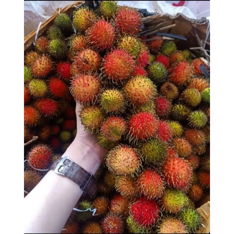 Jual RAMBUTAN RAPIAH 2 IKAT/RAMBUTAN BOTAK | Shopee Indonesia