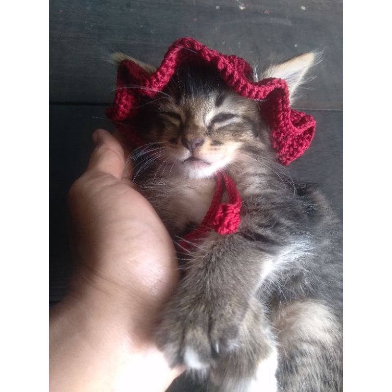 Jual Topi Rajut Kucing Semangka | Shopee Indonesia