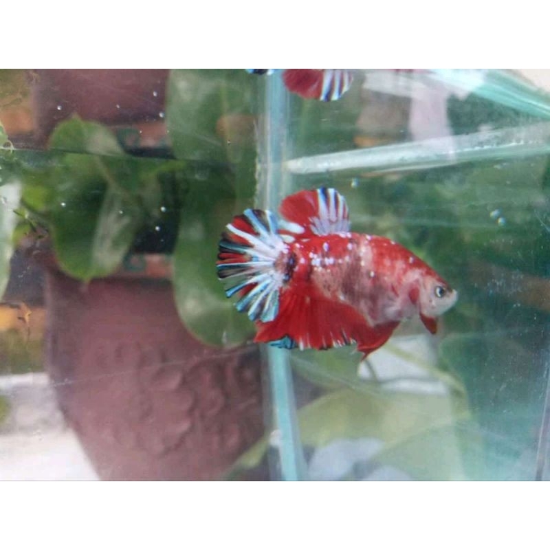 Jual cupang plakat red koi Cooper (RKC) | Shopee Indonesia