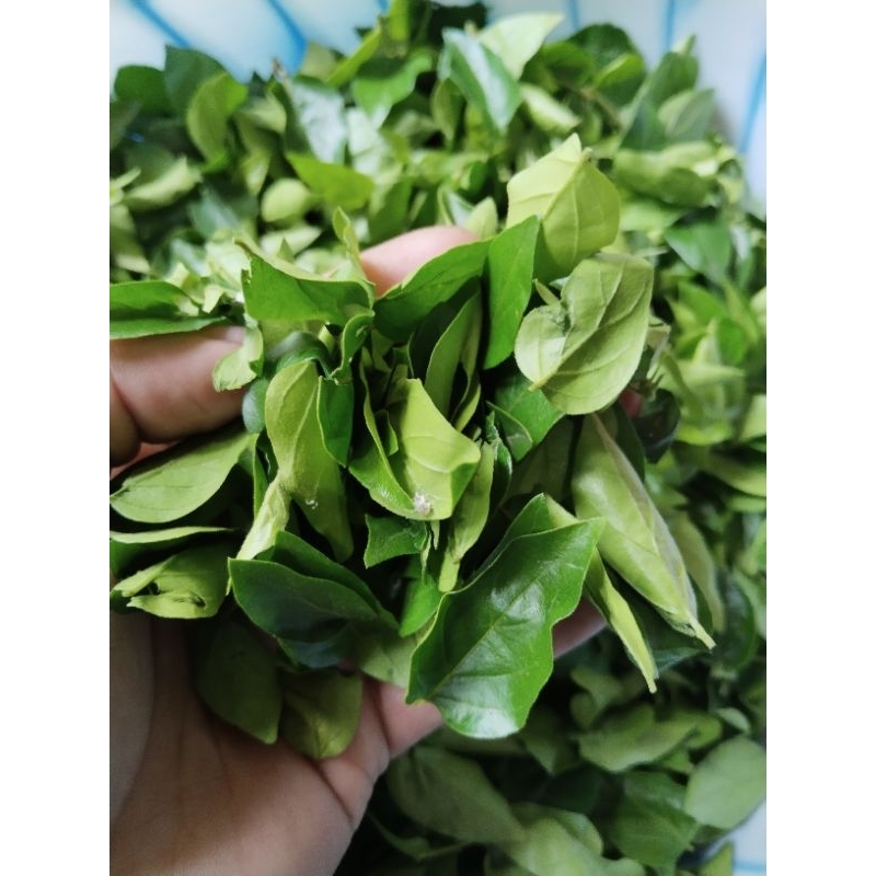 Jual daun cincau rambat 100gram | Shopee Indonesia