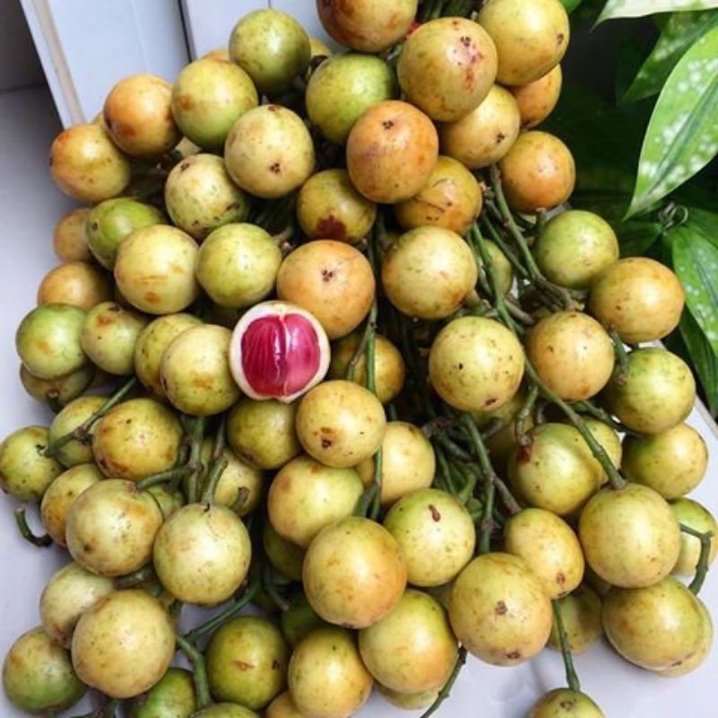 Jual Buah Rambai Terlengkap & Harga Terbaru Juli 2026 | Shopee Indonesia