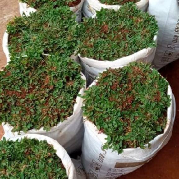 Jual jual rumput gajah m 1 meter ukuran 1meter untuk lahan satu meter ...