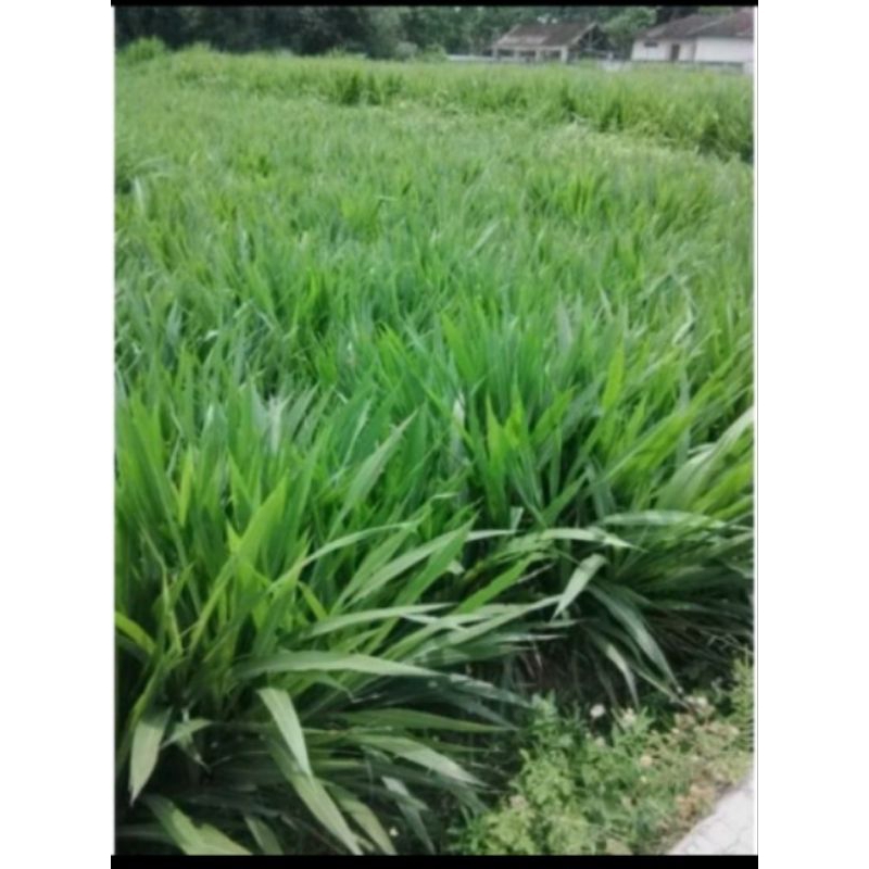 Jual Bibit rumput odot super pakan ternak 10kg | Shopee Indonesia