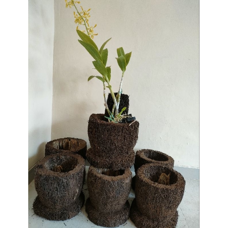 Jual Pot pakis media tanam anggrek ukuran L | Shopee Indonesia