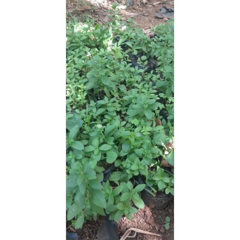 Jual Bibit Stevia pemanis alami | Shopee Indonesia