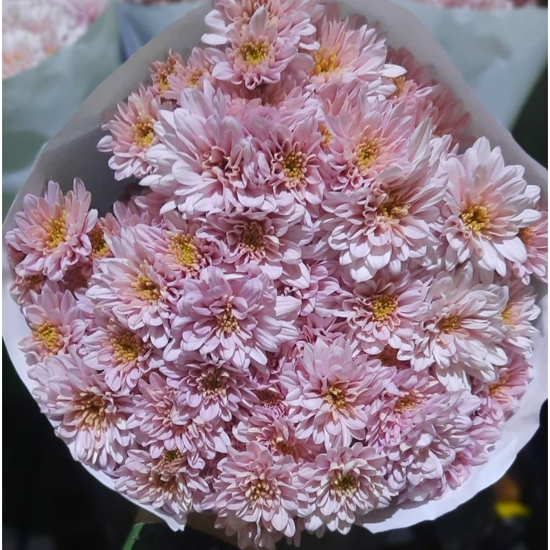 Jual Bunga fresh per 10 tangkai | Shopee Indonesia