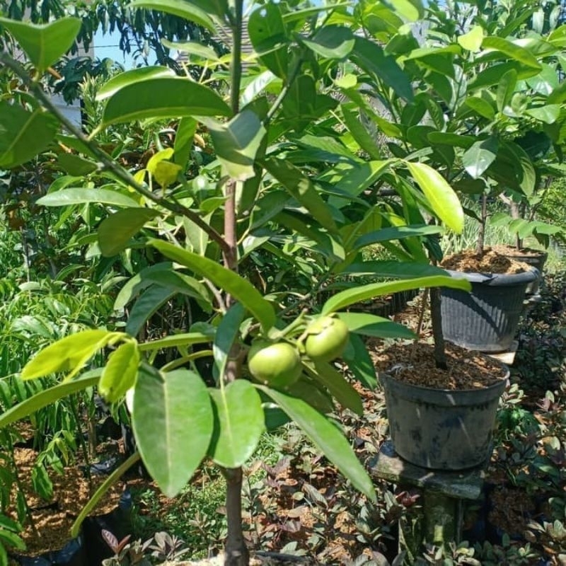 Jual INDUKAN BLACK SAPOTE BERBUAH BERBUNGA SPESIAL 9.9 | Shopee Indonesia