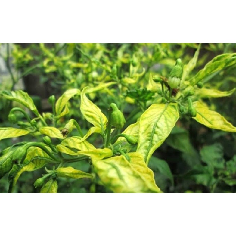 Jual Top Design Pupuk Organik Anti Keriting Daun Menguning Pupuk ...