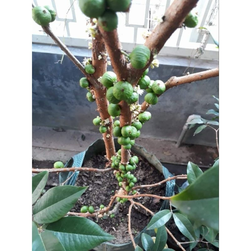 Jual INDUKAN BIBIT ANGGUR POHON BRAZIL WHITE JABO | Shopee Indonesia