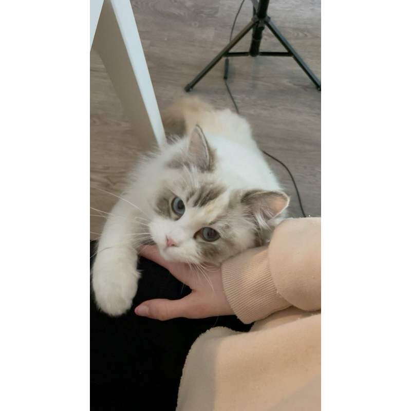 Jual lepas adopt kucing ras pur ragdoll cat | Shopee Indonesia